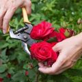 Quand et comment tailler correctement les roses, règles d'entretien, d'alimentation et d'arrosage