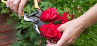 Quand et comment tailler correctement les roses, règles d'entretien, d'alimentation et d'arrosage