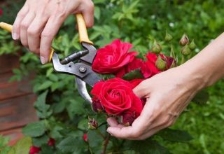 Quand et comment tailler correctement les roses, règles d'entretien, d'alimentation et d'arrosage