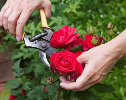 When and how to properly prune roses, rules of care, feeding and watering