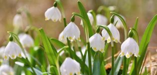 Description des 10 meilleures variétés de plantes à fleurs blanches d'été, plantation et soins