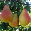 Description and characteristics of pears of the Lyubimitsa Klappa variety, planting, growing and care