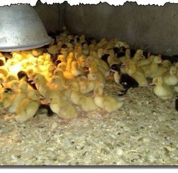 Is it possible for ducklings to lay sawdust at home, and which bedding is better