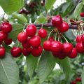 Description des variétés de cerises Bryanochka, plantation et soins, pollinisateurs