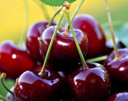 Description and characteristics of the sweet cherry variety Bull heart, cultivation and care