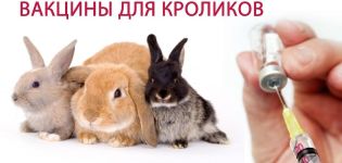 Instructions for use of the HBV vaccine for rabbits, types of vaccinations and doses