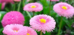 Rules for planting and caring for perennial daisies, description of varieties and species