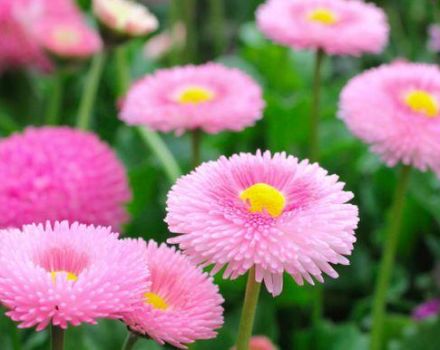 Rules for planting and caring for perennial daisies, description of varieties and species