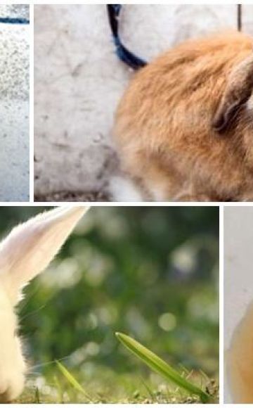 Pourquoi l'urine du lapin est-elle devenue rouge et que faire, mesures préventives