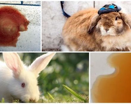 Why did the rabbit's urine turn red and what to do, preventive measures