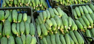 Description of the variety of cucumbers Moscow evenings, features of cultivation and care