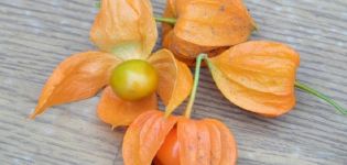 Plantation et culture de physalis en plein champ, description des variétés et soin des plantes