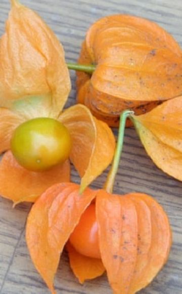 Plantación y cultivo de physalis en campo abierto, descripción de variedades y cuidado de las plantas.