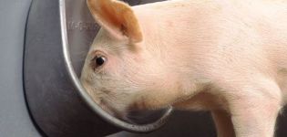 Types and requirements for drinking bowls for pigs, how to do it yourself and installation