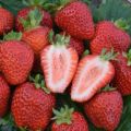 Description and characteristics of the Divnaya strawberry variety, planting scheme and care