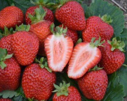 Description and characteristics of the Divnaya strawberry variety, planting scheme and care