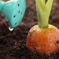 How to properly feed carrots for growth in the open field with folk remedies