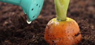 Cómo alimentar adecuadamente las zanahorias para el crecimiento en campo abierto con remedios caseros.