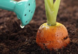 How to properly feed carrots for growth in the open field with folk remedies