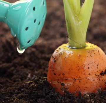 How to properly feed carrots for growth in the open field with folk remedies