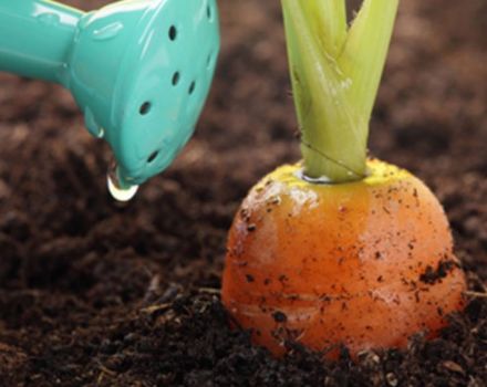 How to properly feed carrots for growth in the open field with folk remedies