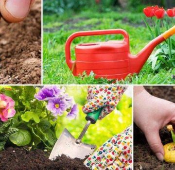 Calendario de siembra lunar para el jardinero para julio de 2020.