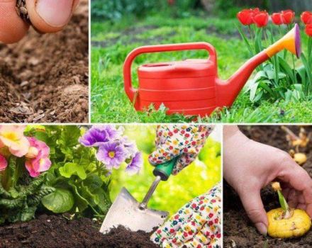 Calendario de siembra lunar de plantaciones del jardinero para julio de 2020.