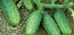 Description of the variety of cucumbers Farmer, features of cultivation and yield