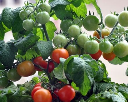 Characteristics and description of the Minibel tomato variety, its yield