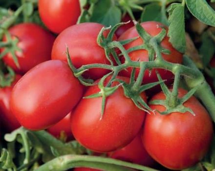 Description of the tomato variety Monti F1 and its characteristics