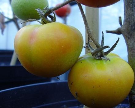 Characteristics and description of the tomato variety Giraffe