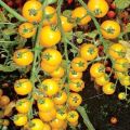 Caractéristiques et description de la variété de tomate Cerise jaune (dorée)