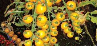 Características y descripción de la variedad de tomate Yellow Cherry (golden)