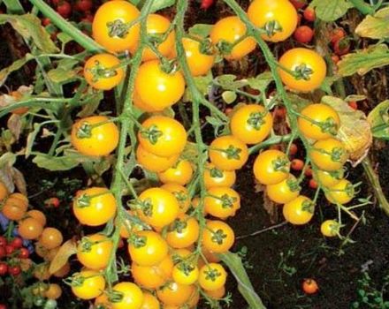 Caractéristiques et description de la variété de tomate Cerise jaune (dorée)