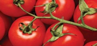 Características y descripción de la variedad de tomate Dar Zavolzhya.