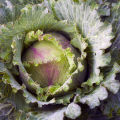 Reasons why cabbage leaves turn red or pink and what to do