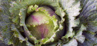 Reasons why cabbage leaves turn red or pink and what to do