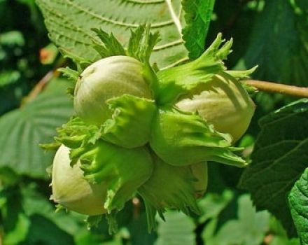 Planting, growing and caring for hazelnuts in the open field, variety selection and reproduction