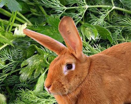 Is it possible and how to properly give parsley and dill to rabbits, possible harm