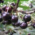 Description of the Anthracite cherry variety and yield characteristics, cultivation and care