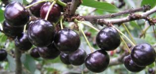 Description of the Anthracite cherry variety and yield characteristics, cultivation and care