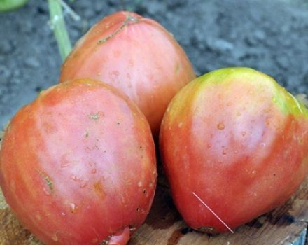 Description et caractéristiques des variétés de tomates de liane