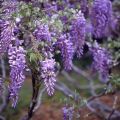 Menanam, menanam dan merawat wisteria di ladang terbuka, bagaimana cara membiak