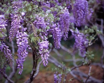 Menanam, menanam dan merawat wisteria di ladang terbuka, bagaimana cara membiak