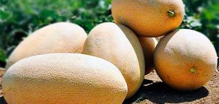 Description de la variété de melon Gulabi, culture et entretien, règles de sélection