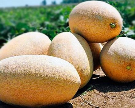 Description of the Gulabi melon variety, cultivation and care, selection rules