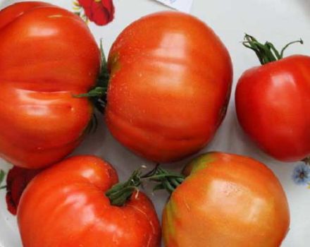 Description of the tomato variety Vovchik, features of cultivation and yield