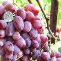 Description and characteristics of Victor grapes, pros and cons, cultivation