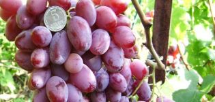 Description and characteristics of Victor grapes, pros and cons, cultivation