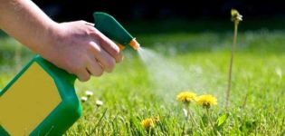 How to get rid of weeds on the lawn with selective and continuous herbicides